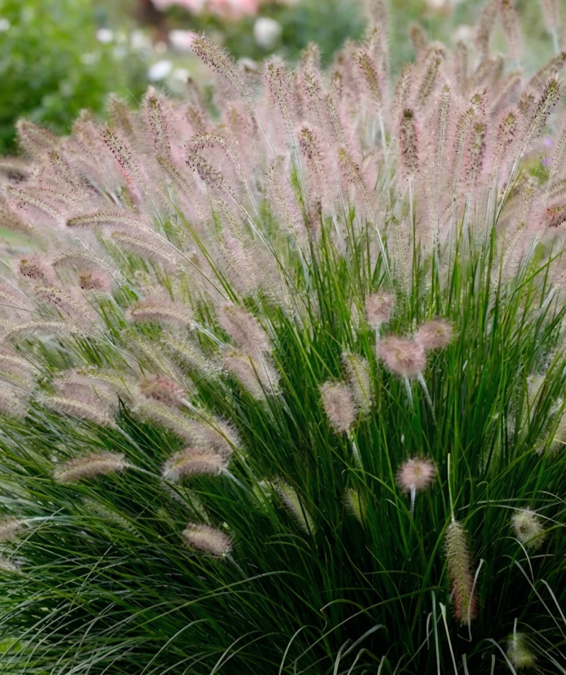 Pennisetum Rupelli